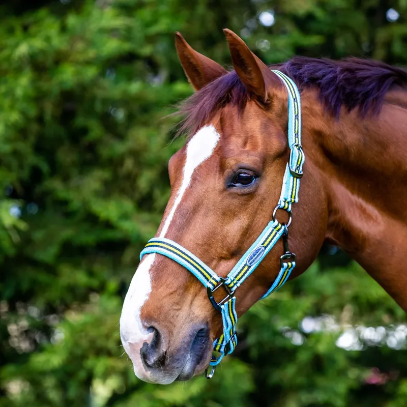 Weatherbeeta Coordinated Headcollar Light blue/black/yellow